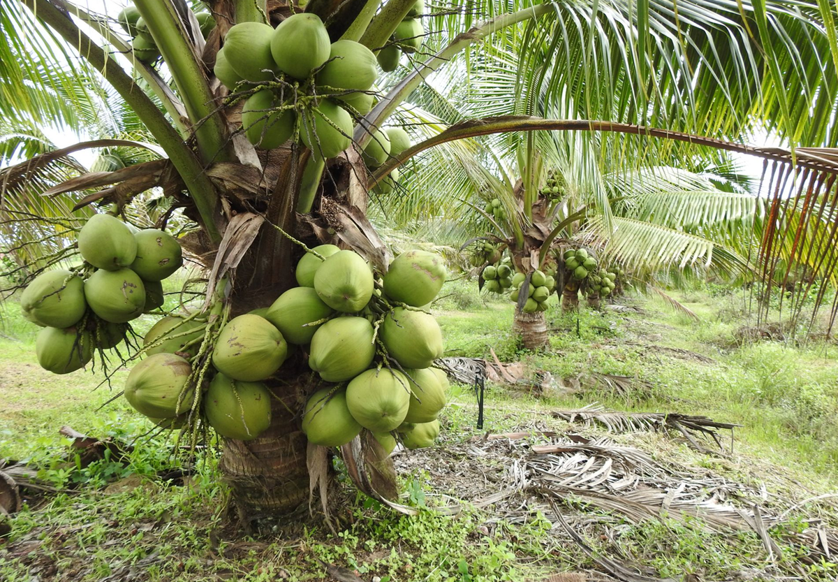 Cây dừa