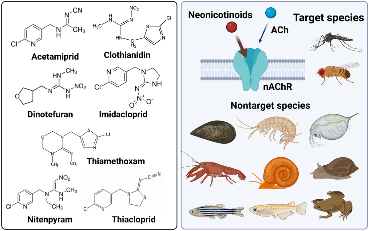 Nhóm thuốc trừ sâu Neonicotinoid