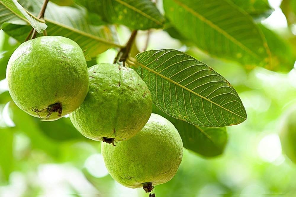 Cây ổi
