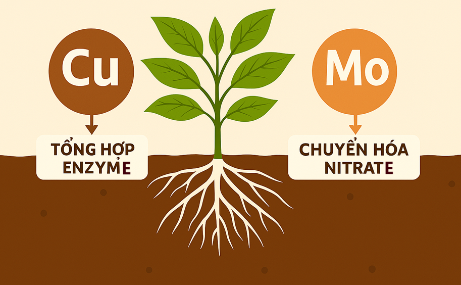 Dinh dưỡng vi lượng: Đồng (Cu) và Molybden (Mo)
