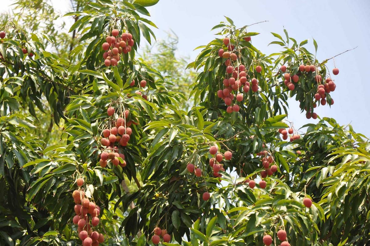 Cây vải