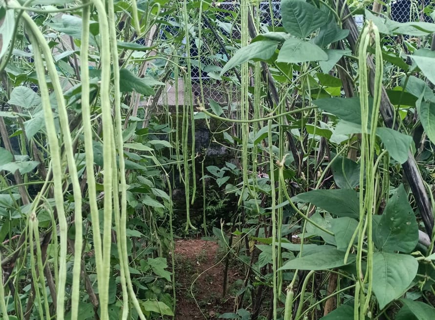 Cây đậu đũa