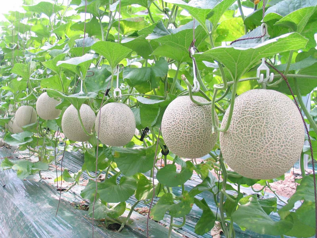 Cây dưa lưới