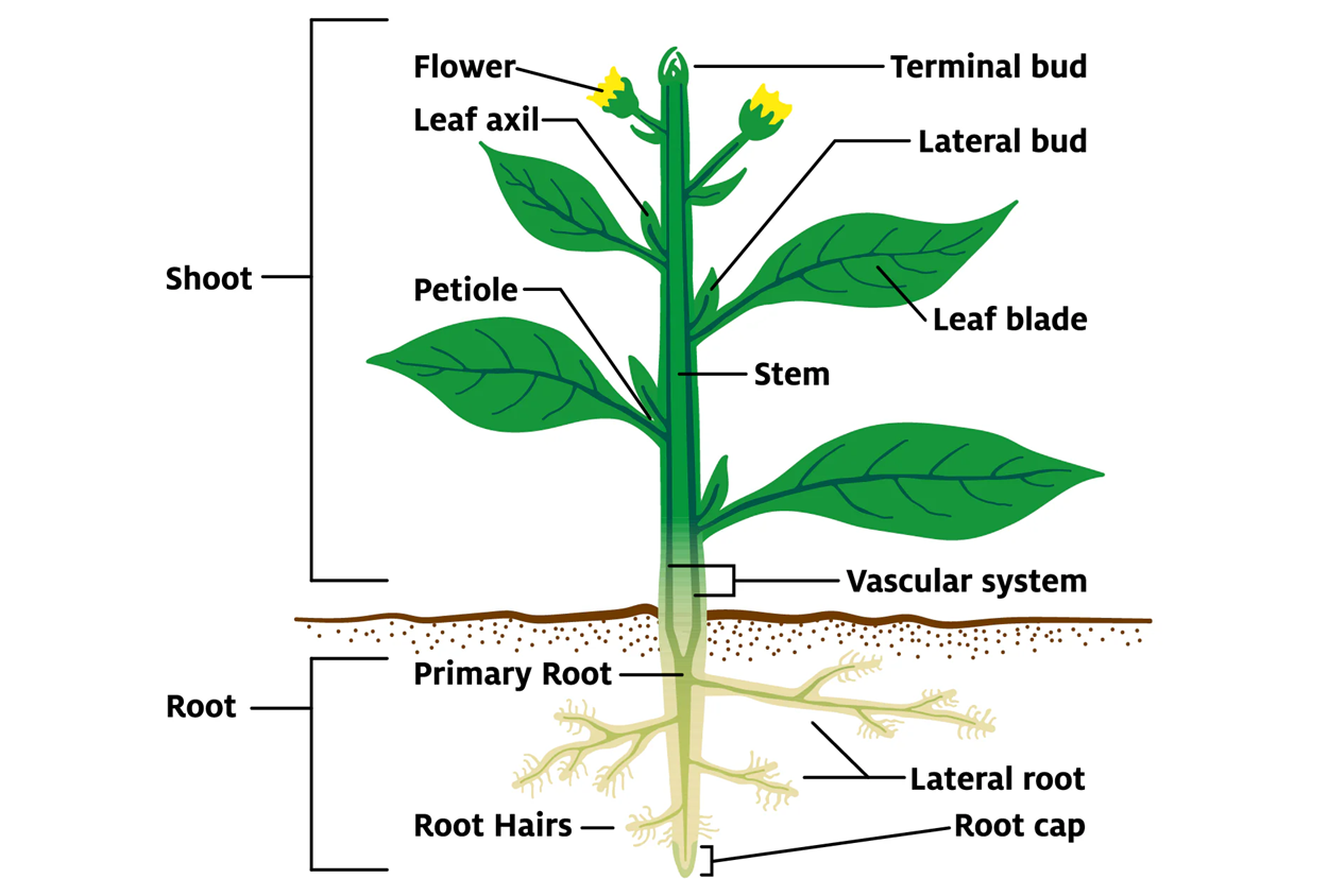 Sự biệt hóa tế bào thực vật