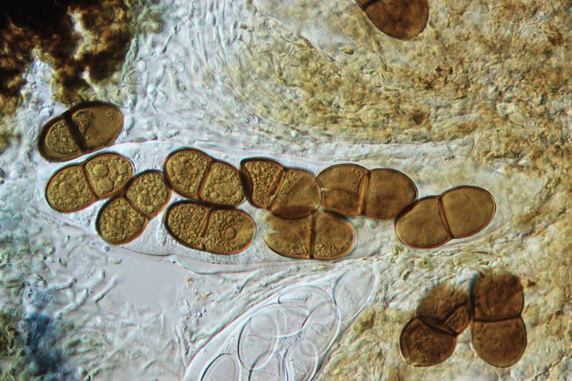 Nấm Dothideomycetes gây bệnh cây trồng