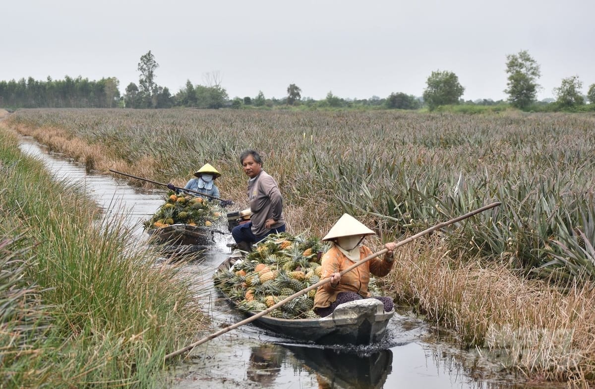 Đất Phèn (Thionic Fluvisols)
