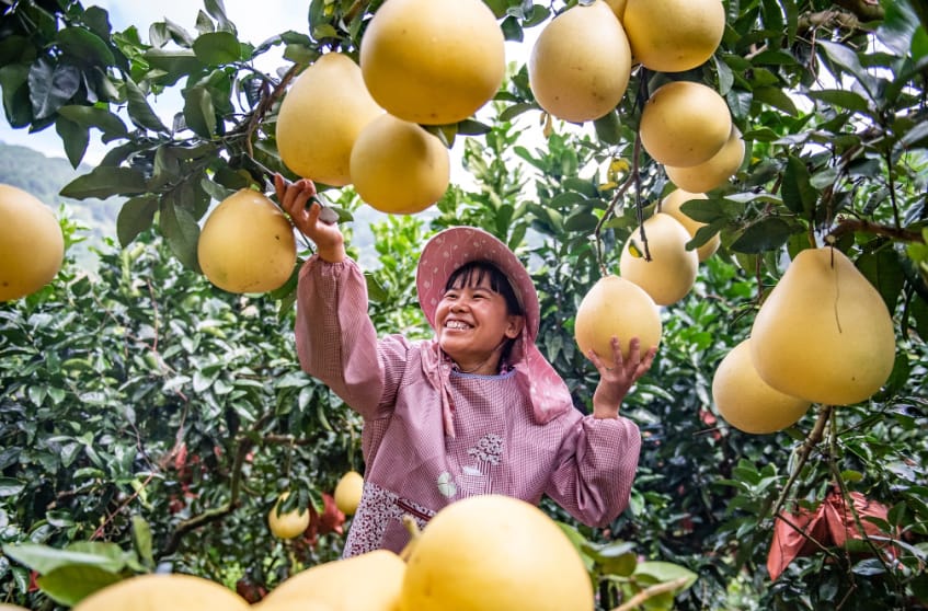 Thu hoạch nông sản
