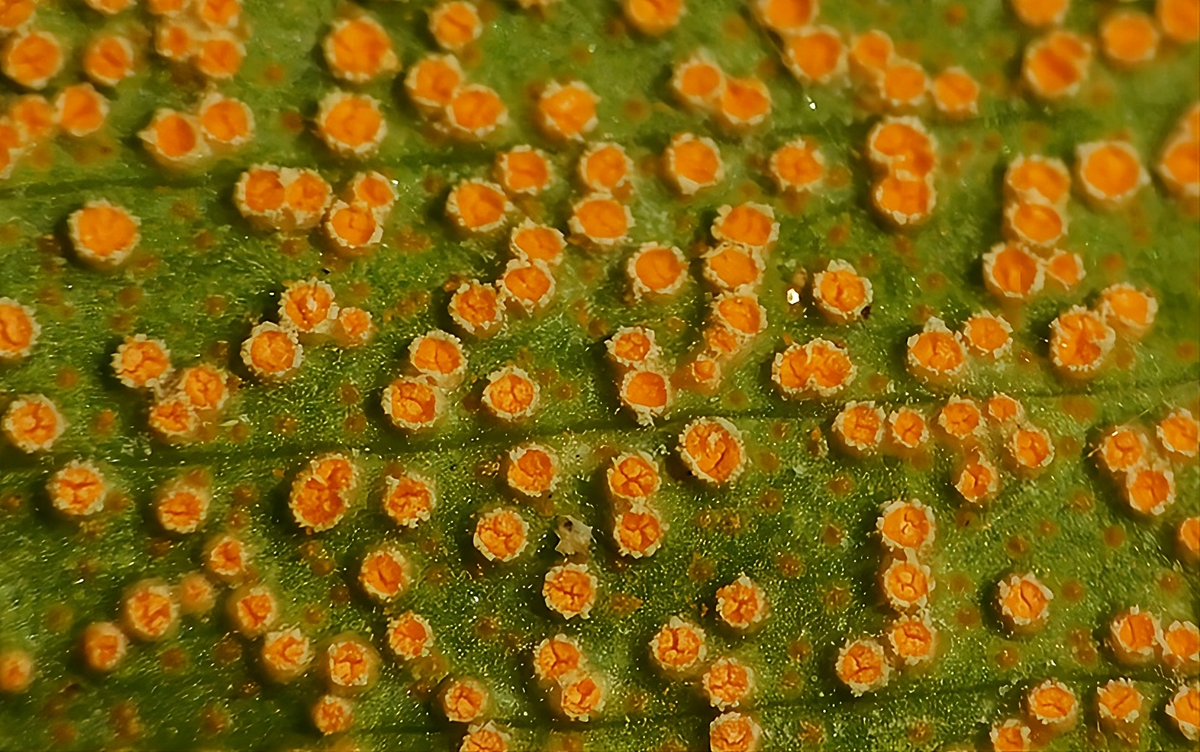 Nấm Pucciniomycetes gây bệnh cây trồng