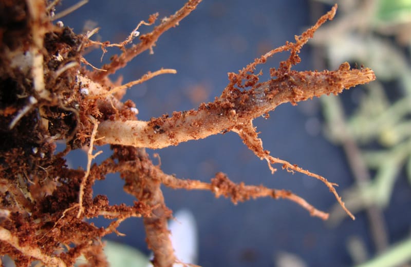 Nấm Agaricomycetes gây bệnh cây trồng