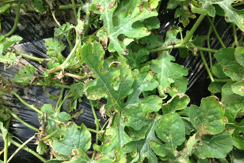 Vi khuẩn gây bệnh Pseudomonas