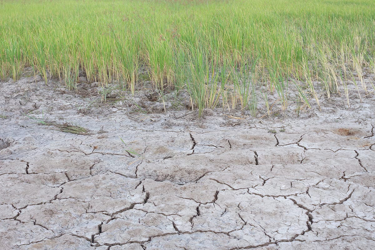 Đất Mặn (Salic Fluvisols)