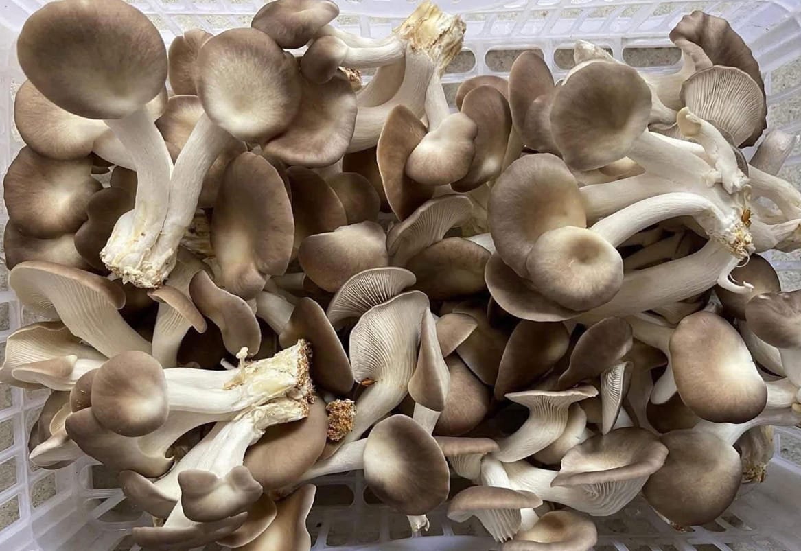 Nấm bào ngư xám