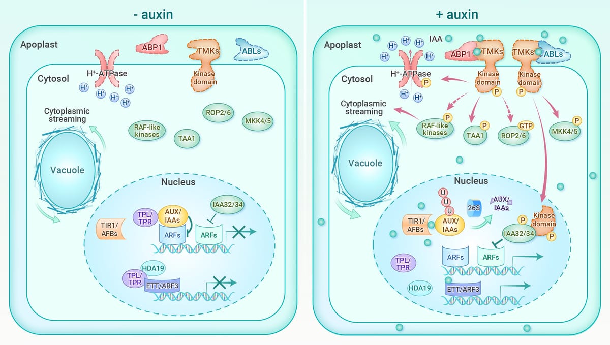 Điều hòa sinh trưởng Auxin