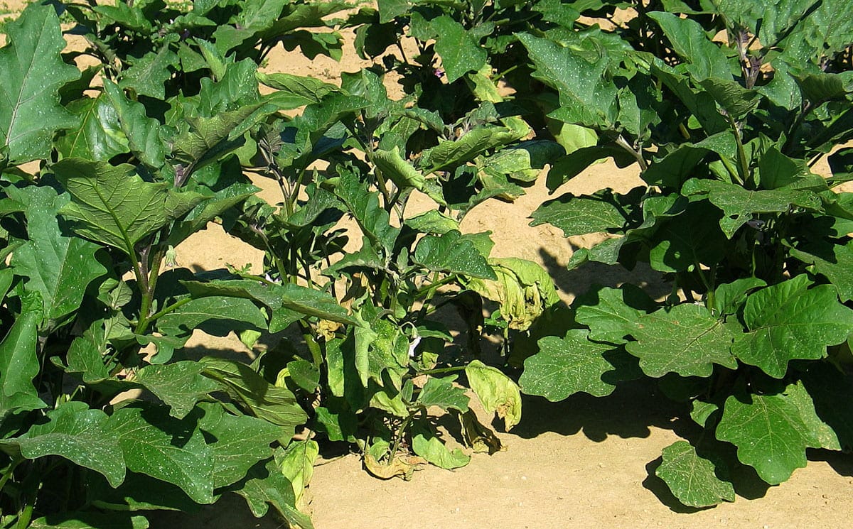 Chi nấm gây bệnh Verticillium