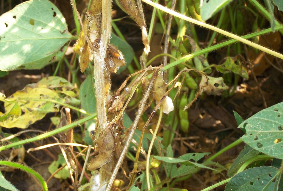 Chi nấm gây bệnh Sclerotinia
