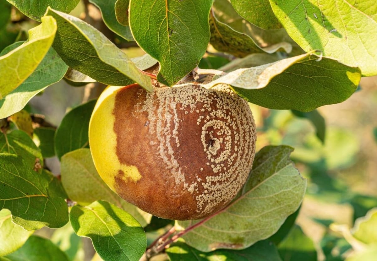 Chi nấm gây bệnh Monilinia