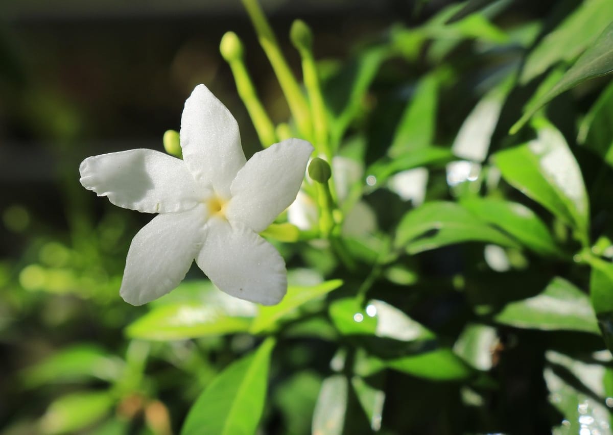 Các loài cây cảnh thuộc họ Trúc đào