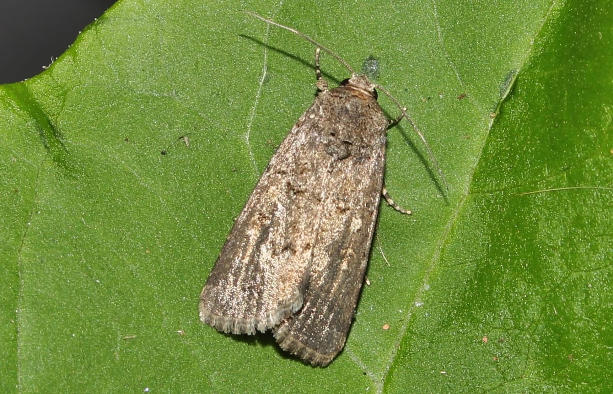 Họ Ngài đêm
