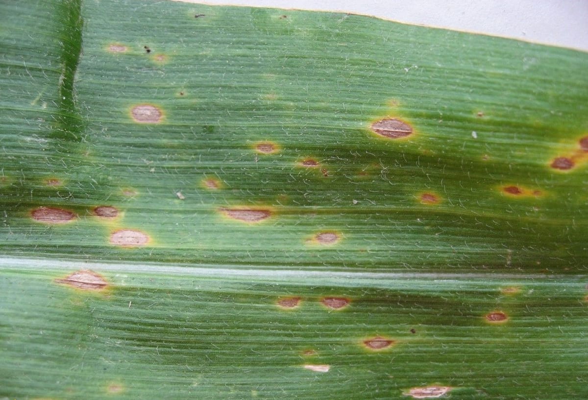 Chi nấm gây bệnh Bipolaris