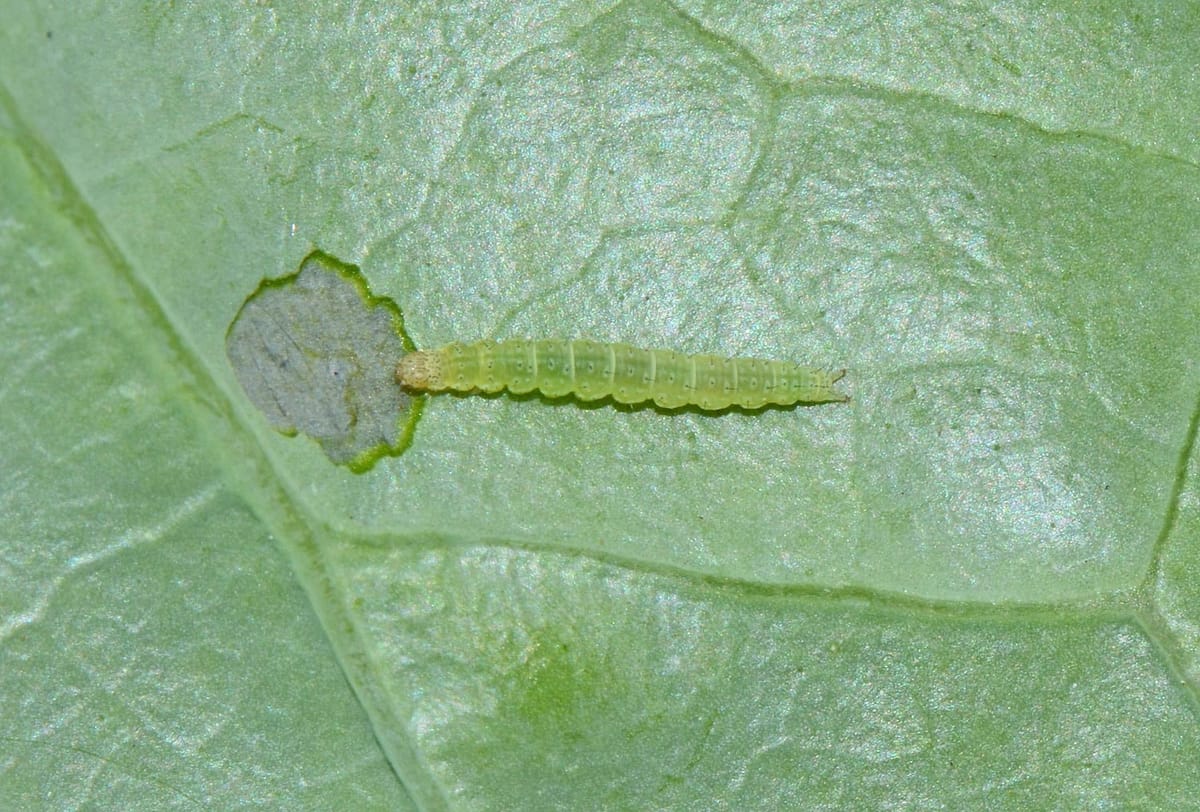 Sâu tơ