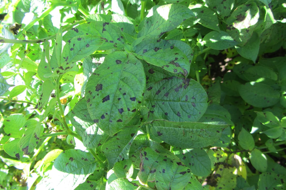 Chi nấm gây bệnh Alternaria