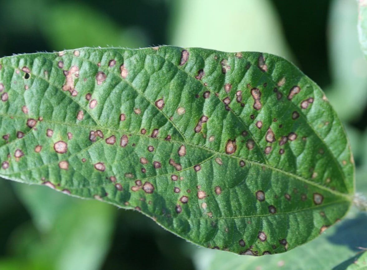 Chi nấm gây bệnh Cercospora