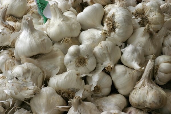 Cây tỏi