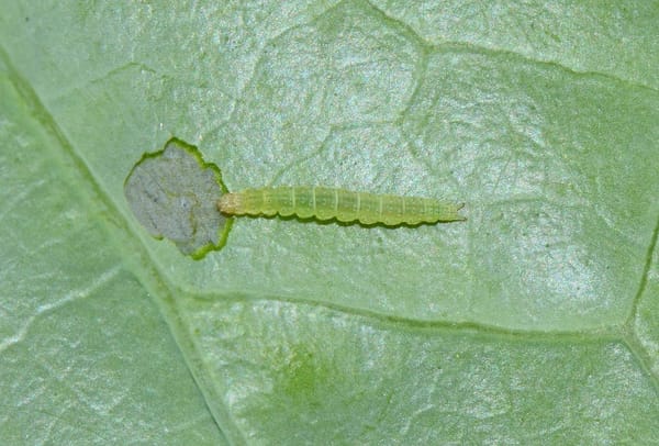 Sâu tơ