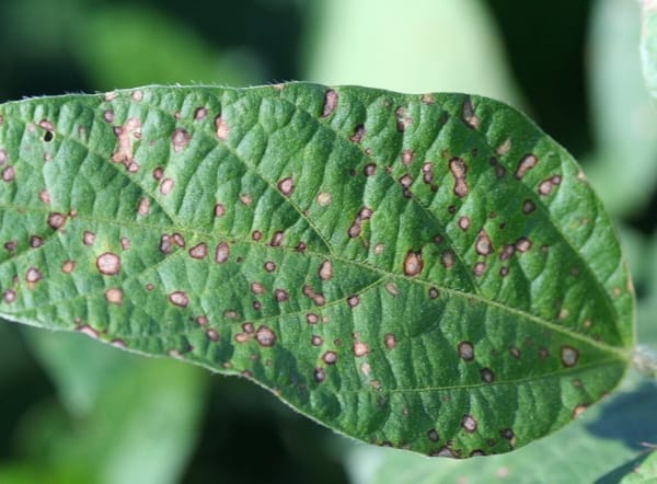 Chi nấm gây bệnh Cercospora