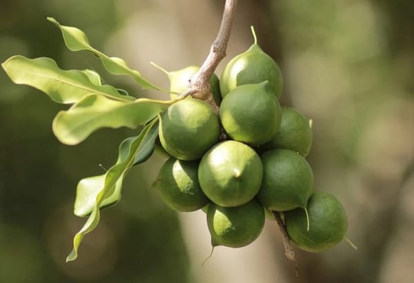 Cây mắc ca