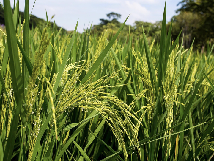 Cây lúa nước