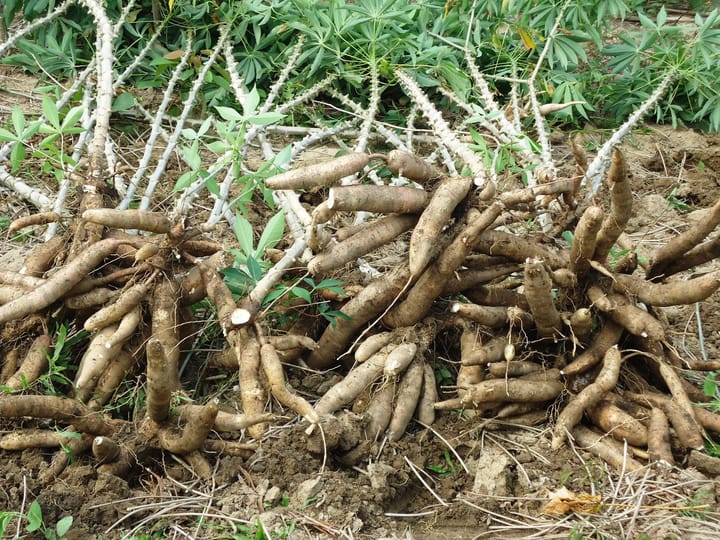 Cây khoai mì (sắn)
