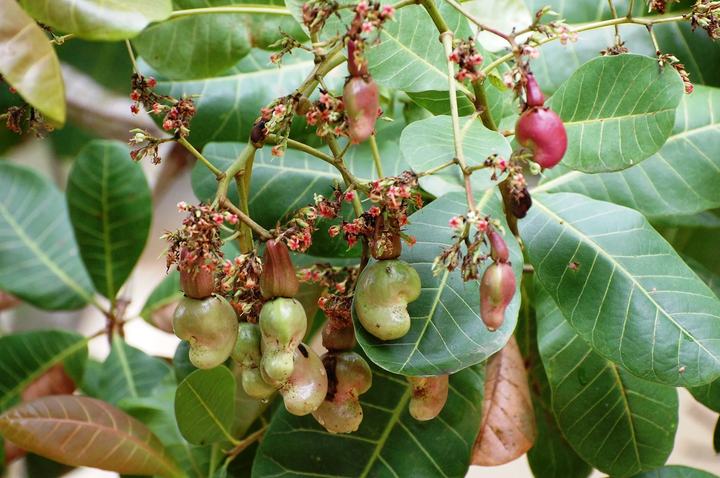 Cây điều