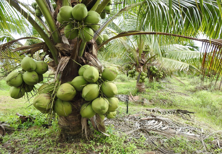 Cây dừa