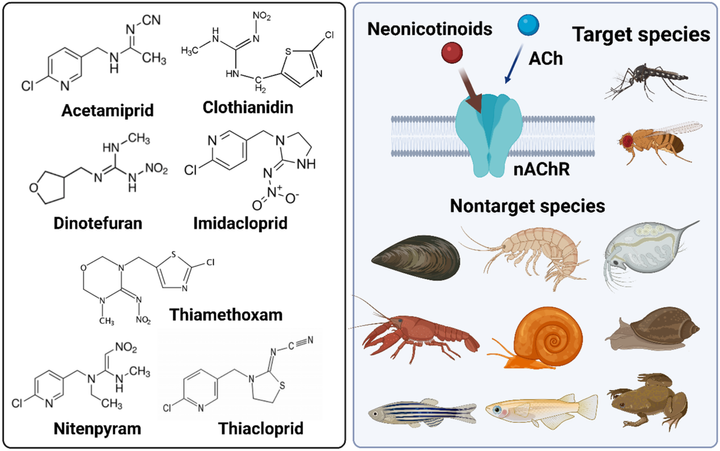 Nhóm thuốc trừ sâu Neonicotinoid