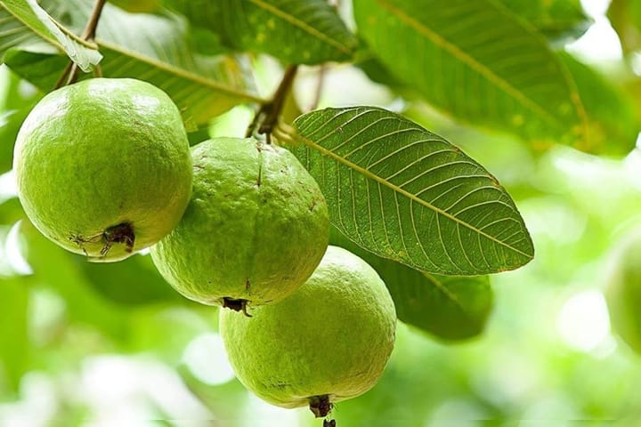 Cây ổi