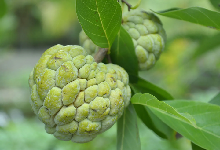 Mãng cầu ta (na)
