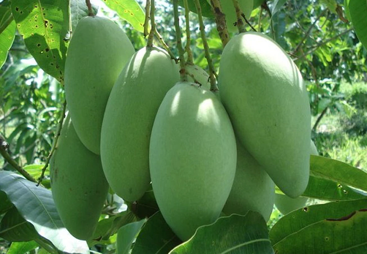Cây xoài