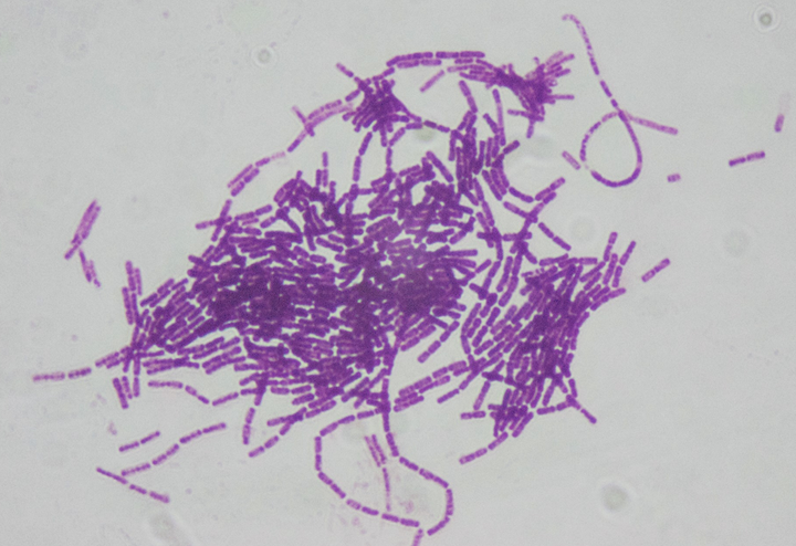 Nhóm thuốc trừ sâu Microbial disruptors