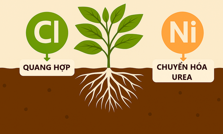 Dinh dưỡng vi lượng: Clo (Cl) và Niken (Ni)