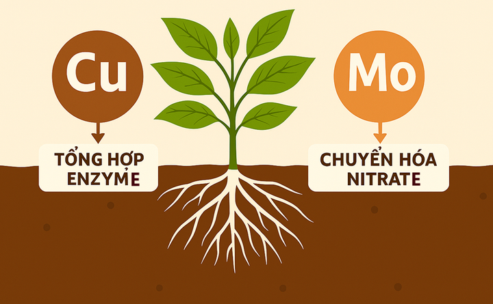 Dinh dưỡng vi lượng: Đồng (Cu) và Molybden (Mo)