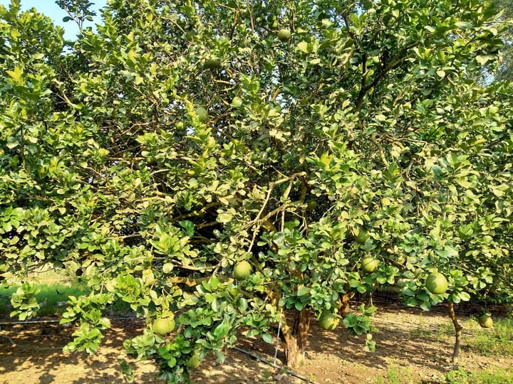 Cây bưởi