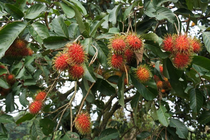 Cây chôm chôm