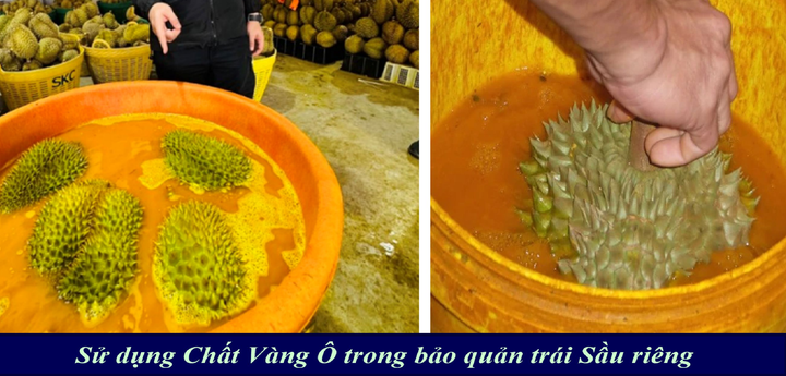 Cadimi và Vàng O trong sầu riêng