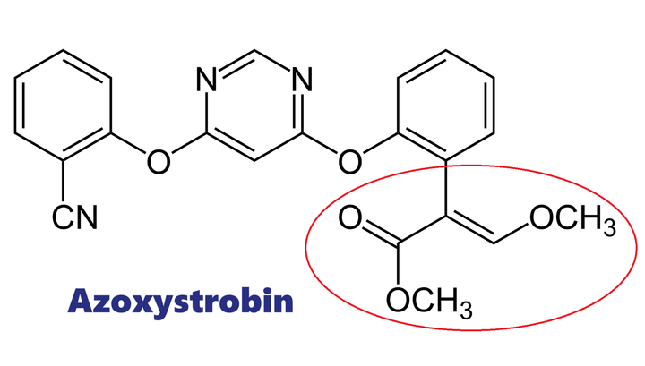Hoạt chất trừ bệnh Azoxystrobin