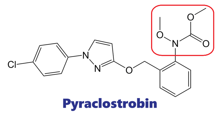 Hoạt chất trừ bệnh Pyraclostrobin