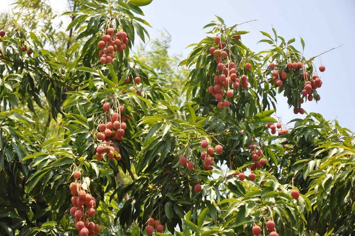 Cây vải