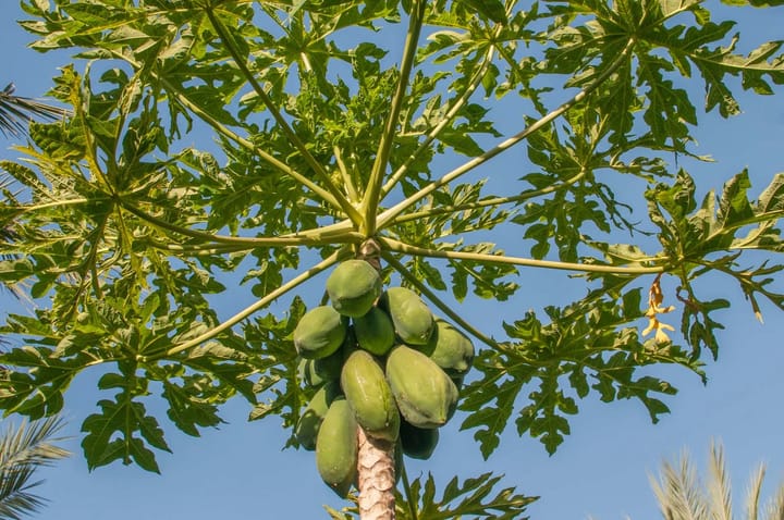 Cây đu đủ