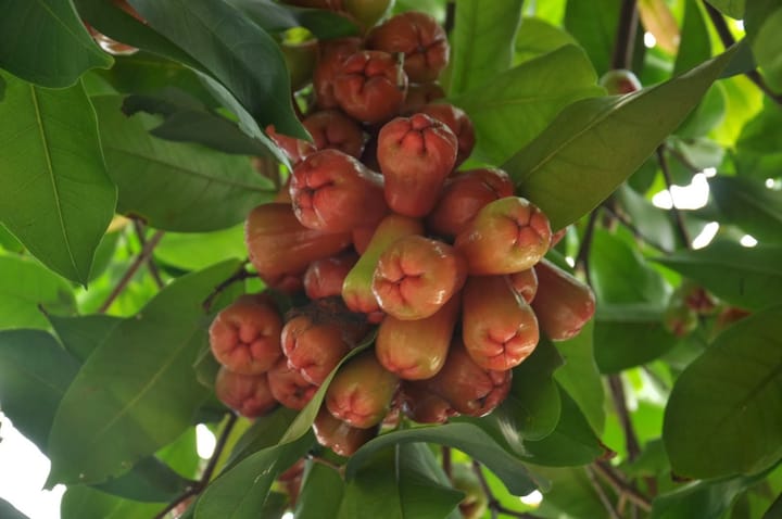 Mận chuông (roi)