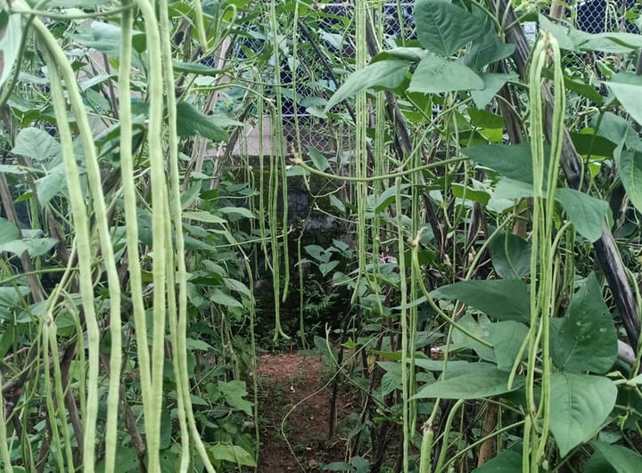 Cây đậu đũa